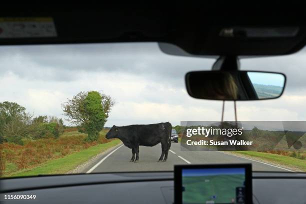 Kow Incar 114 Cow Driving Car Stock Photos, High-Res Pictures, and Images - Getty ...