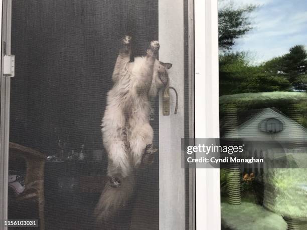 ragdoll kitten climbing a screen door - cat screen door stock pictures, royalty-free photos & images