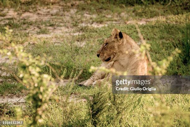 Pakwach, UGANDA A lioness is seen at Murchison Falls National Park on June 15, 2019 in Pakwach, Uganda.