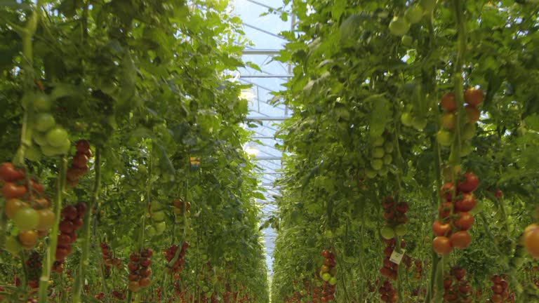 https://media.gettyimages.com/id/1156112891/video/4k-flying-through-a-tomato-greenhouse.jpg?b=1&s=640x640&k=20&c=K8mqreUjSel6GbOE2WZwWXPR50hpjzX8Jt2Fj4k_X_A=