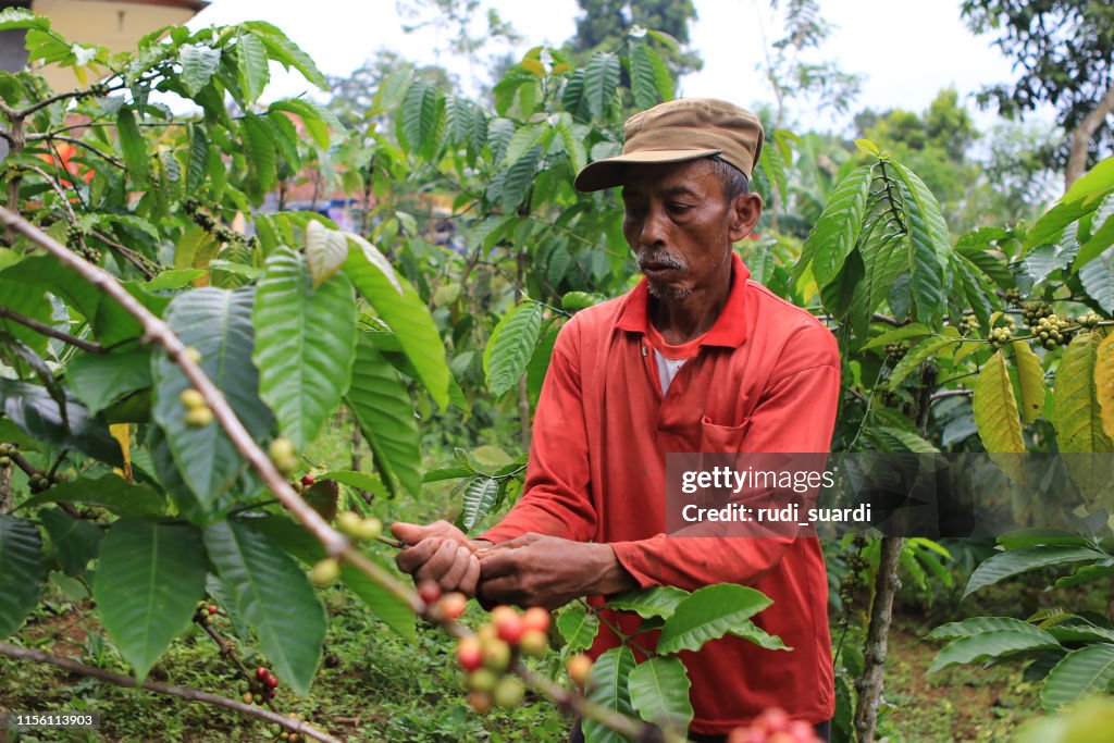 Kaffeebohnen reifen im Kuningan District, West Java, Indonesien