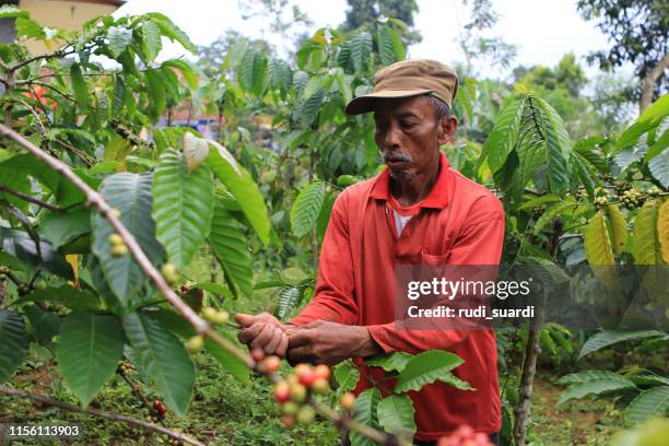 chicchi di caffè maturano nel distretto di kuningan, giava occidentale, indonesia - indonesian ethnicity foto e immagini stock