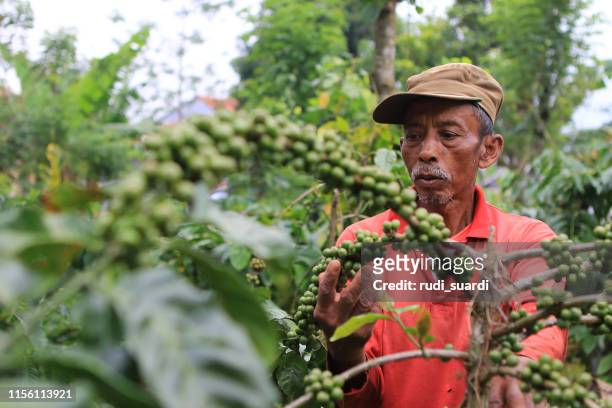 habas de cafeteación en el distrito de kuningan, java occidental, indonesia - indonesian farmer fotografías e imágenes de stock