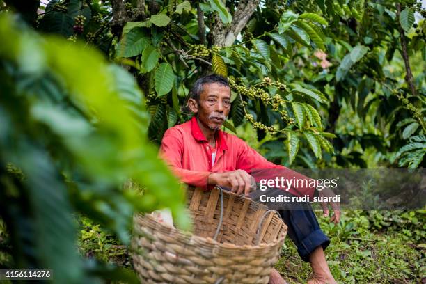 habas de cafeteación en el distrito de kuningan, java occidental, indonesia - indonesian farmer fotografías e imágenes de stock