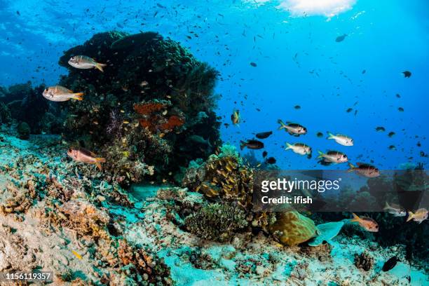 school of humpnose bigeye breams monotaxis grandoculis, raja ampat, indonesia - ocean triggerfish stock pictures, royalty-free photos & images