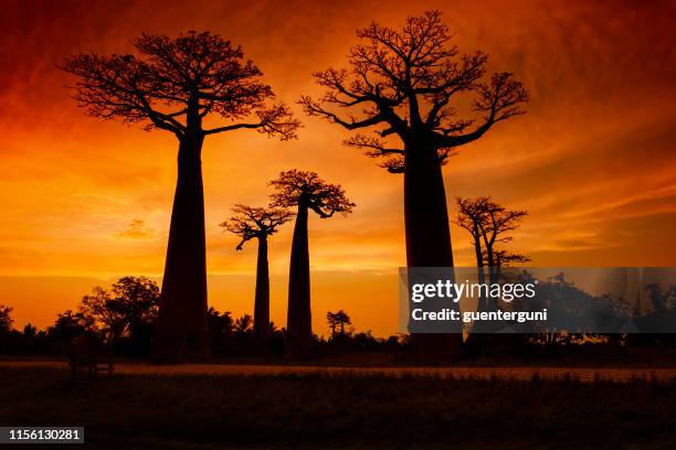 sunset at the famous baobab avenue (alley) in madagascar - baobab stock pictures, royalty-free photos & images