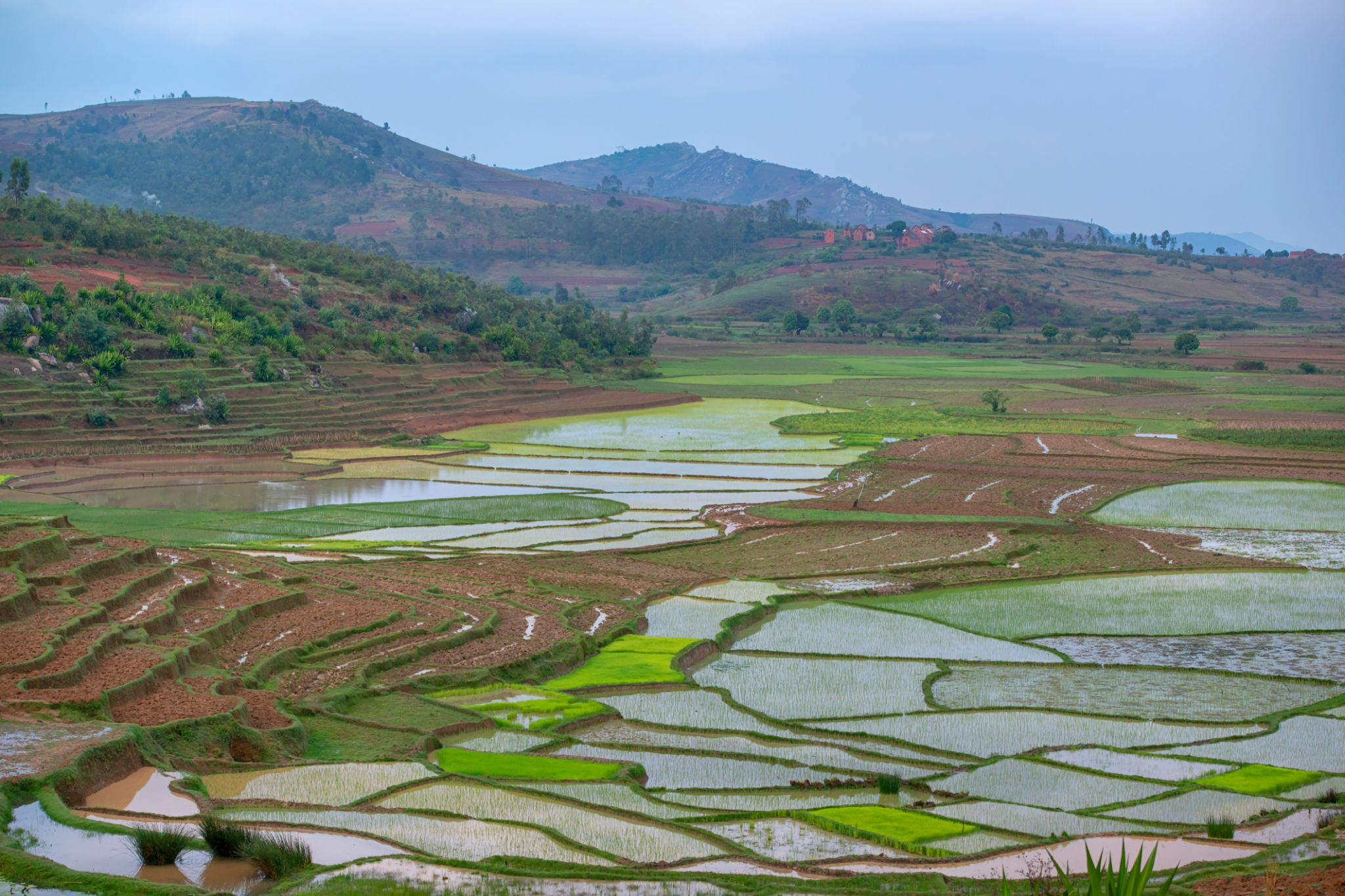 madagascar agriculture