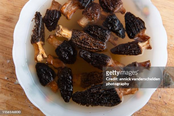 morels - morel mushroom stock pictures, royalty-free photos & images