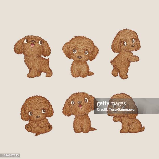 toy-poodle of various poses - puppy stock illustrations