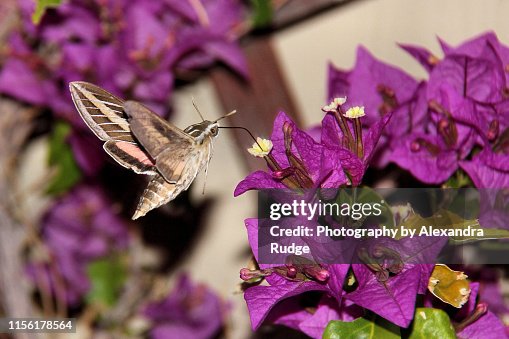 White-lined Sphinx moth. White-lined Sphinx moth.
