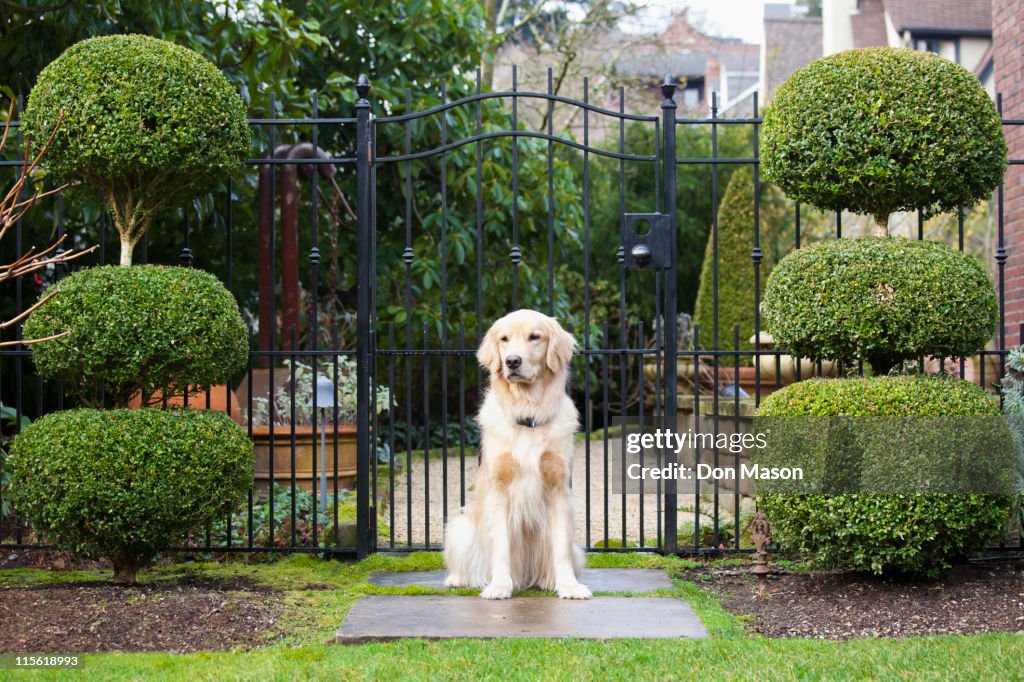 Golden retriever sitting in front of gate