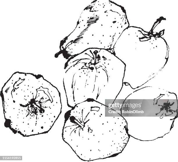 pen and ink apples and pears drawing - golden delicious apple stock illustrations