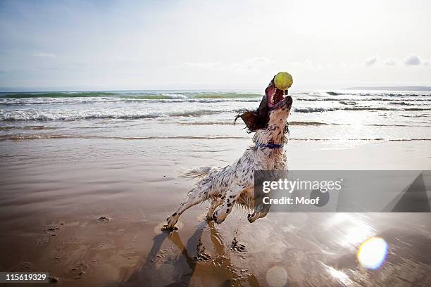 dog catching tennis ball on beach - catching ball stock pictures, royalty-free photos & images