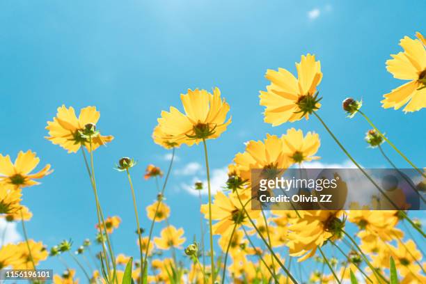 close-up of wild flowers against sunlight and blue sky - yellow stock-fotos und bilder