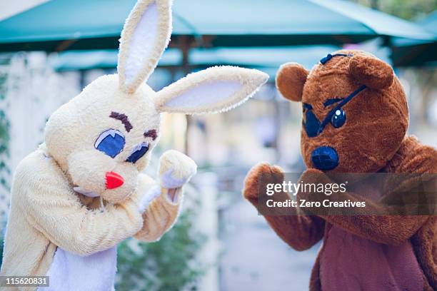 bunny and bear having a fight - funny boxing 個照片及圖片檔