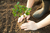 planting a young tree