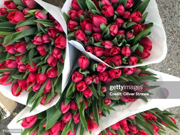 tulips from amsterdam - bunch foto e immagini stock