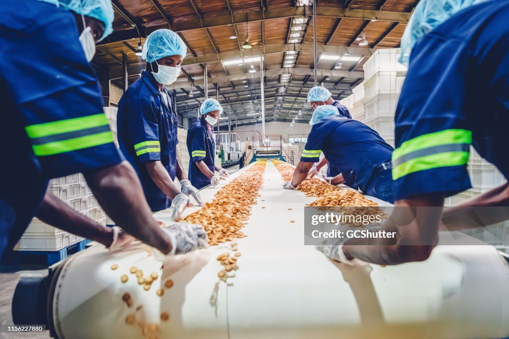 Production Line Workers Collecting Freshly Baked Biscuits from the Conveyor Belt