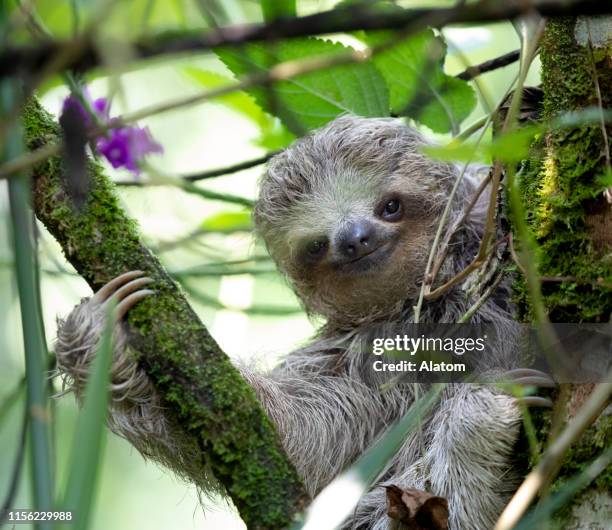 perezoso de tres dedos - three toed sloth fotografías e imágenes de stock