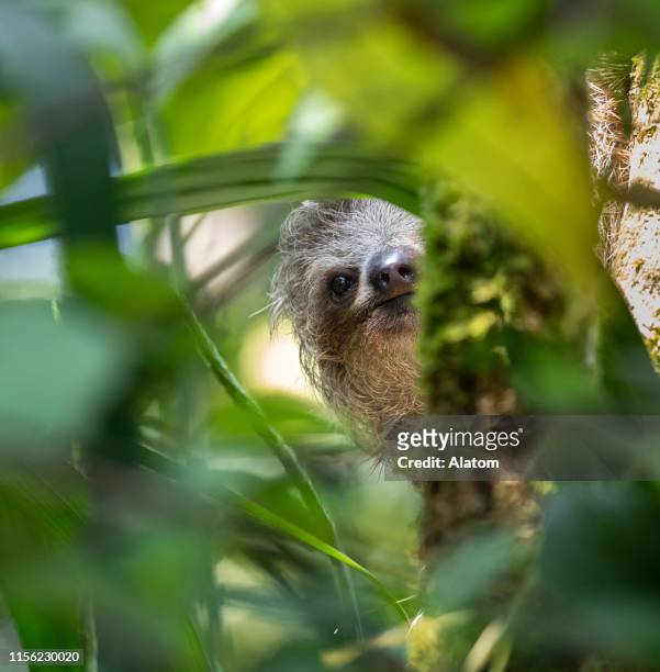 perezoso de tres dedos - three toed sloth fotografías e imágenes de stock