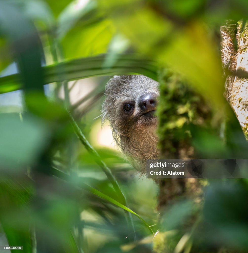 Three-toed sloth