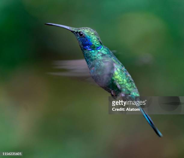 green violetear hummingbird - colibri stock pictures, royalty-free photos & images