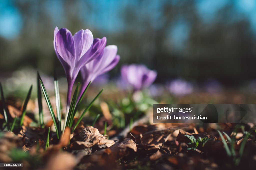 Nahaufnahme von lila Krokusblumen auf dem Feld