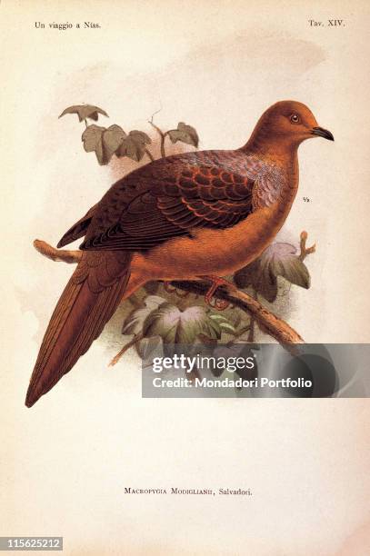 Italy, Private collection. Whole artwork. Bird perched on a tree branch cursive Latin inscription stating the species Macropygia Modigliani brown...