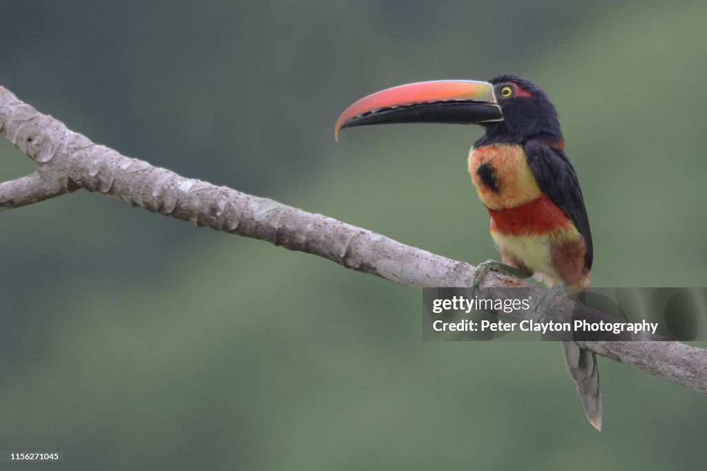Fiery-Billed Aracari Toucan
