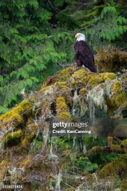 bald eagle in canada's great bear rainforest - great bear rainforest stock pictures, royalty-free photos & images