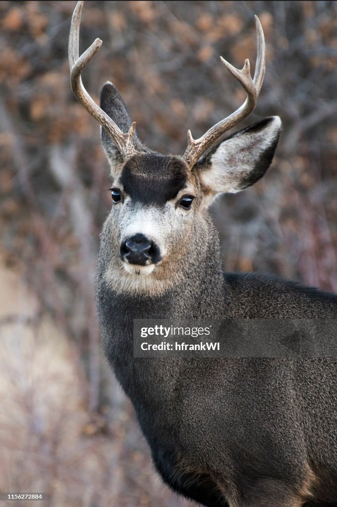 Mule Deer Buck