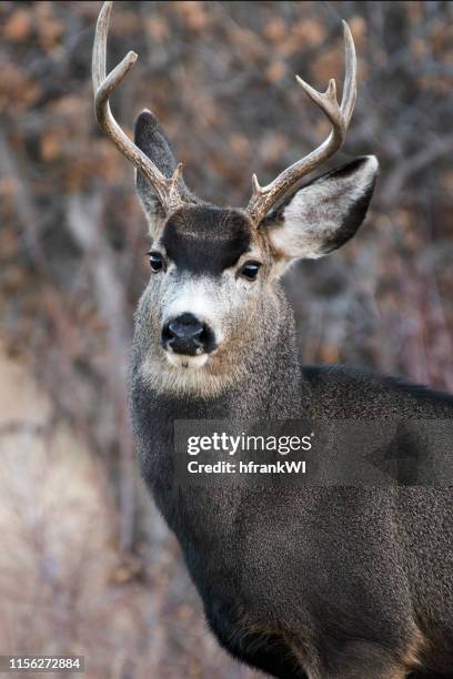 mule deer buck - colfax county new mexico stock pictures, royalty-free photos & images