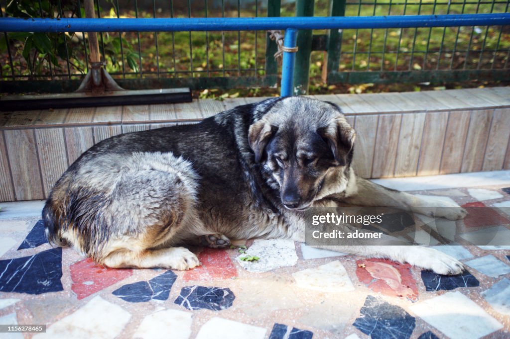 Stray dog