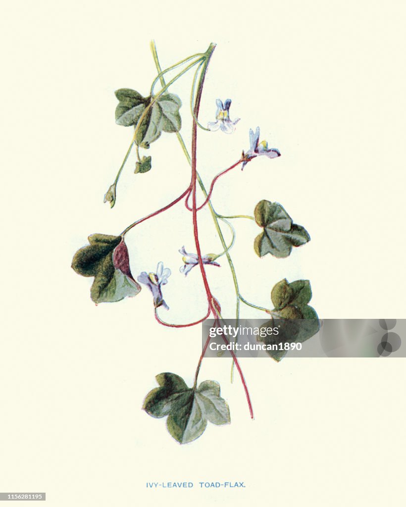 Wild flowers, Ivy-leaved toadflax Cymbalaria muralis