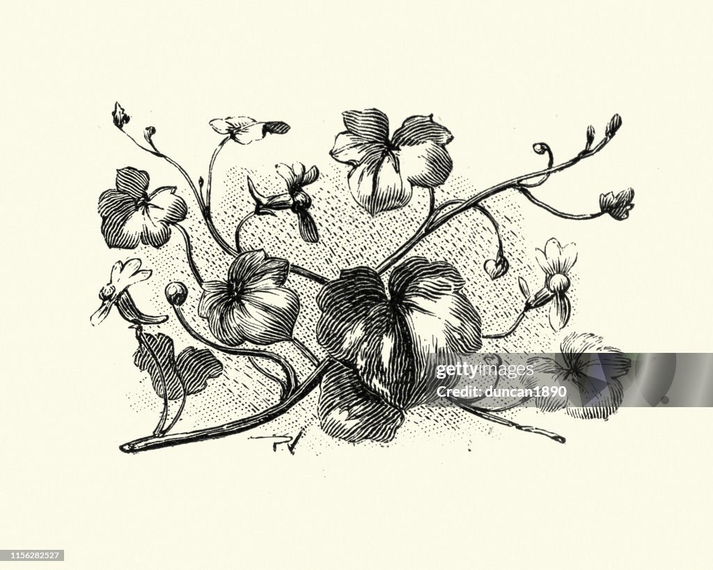 Woodcut gravyr av Ivy-leaved toadlin Cymbalaria muralis