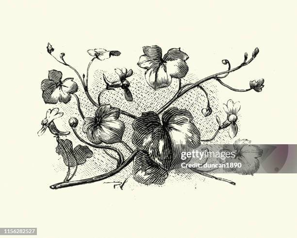 woodcut engraving of ivy-leaved toadflax cymbalaria muralis - ivy leaved toadflax stock illustrations