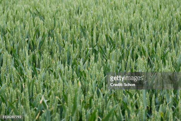 a field with cultivation of wheat - organic farm stock pictures, royalty-free photos & images