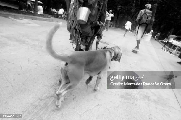 woman and dog walking, busy city street. - crossed paws stock pictures, royalty-free photos & images