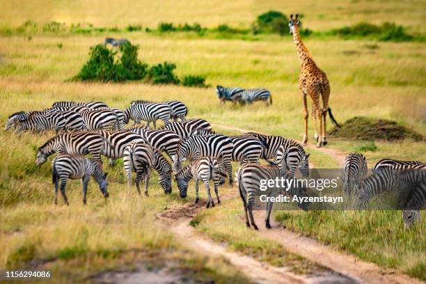 zebra herd grazing at wild with masai giraffe - zebra herd ストックフォトと画像
