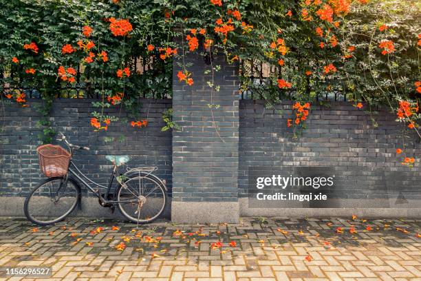 blooming linden flowers on the wall - house old bike stock-fotos und bilder