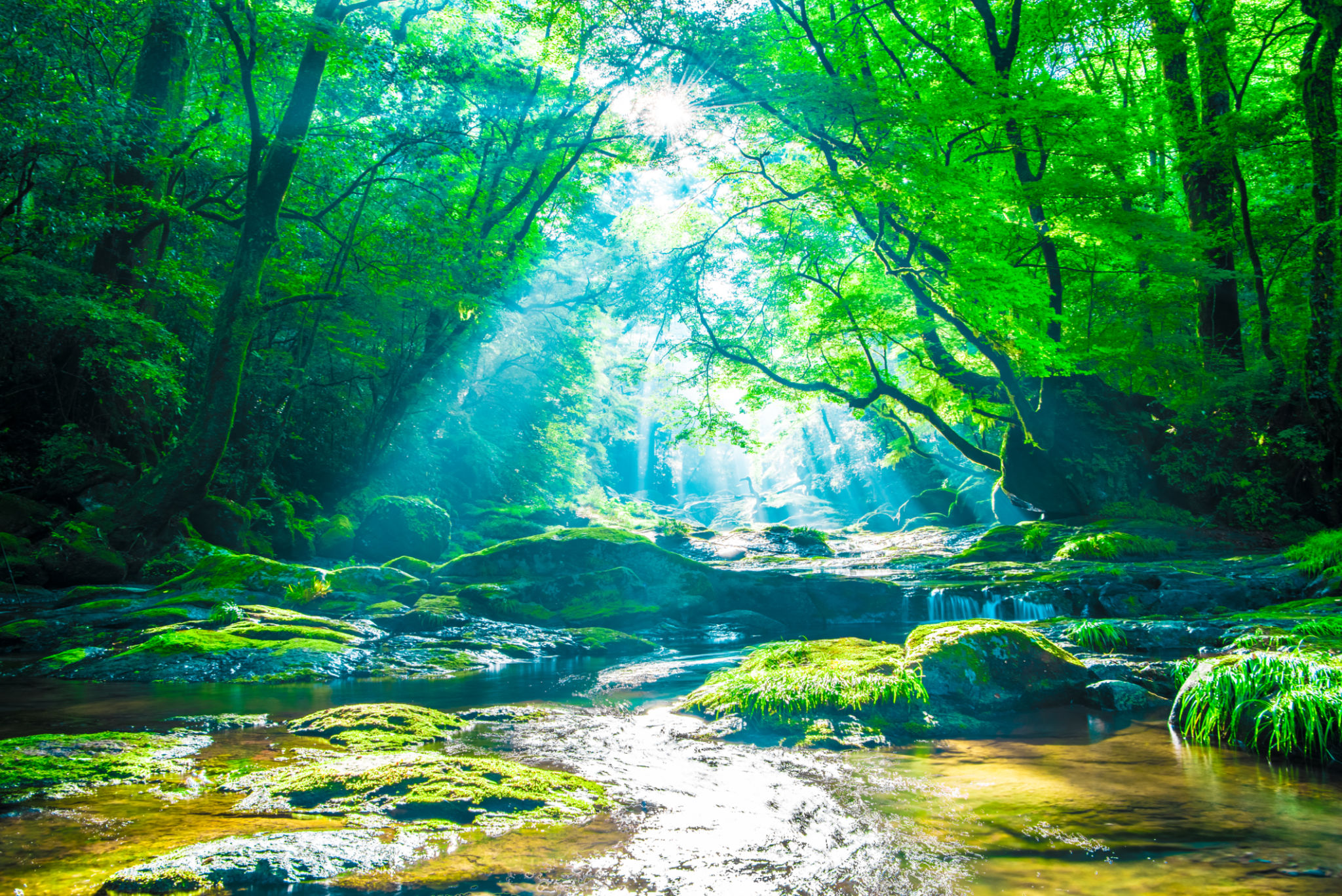 live streaming nature