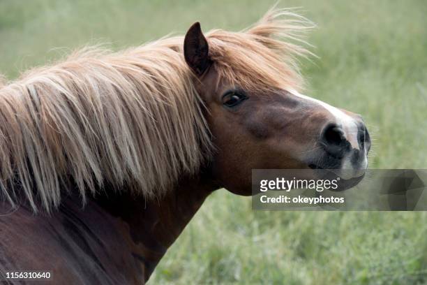 portrait of a horse - animal harness stock pictures, royalty-free photos & images