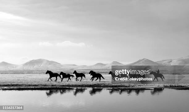 running horses on a lake - monochrome landscape stock pictures, royalty-free photos & images