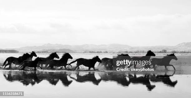 caballos corriendo en un lago - grupo de animales fotografías e imágenes de stock