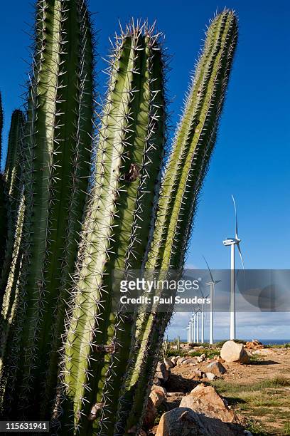 Wind Turbines and Cactus, Aruba