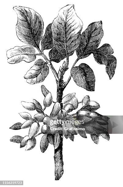 pistazien oder pistacia vera pflanzenillustration - pistazie stock-grafiken, -clipart, -cartoons und -symbole