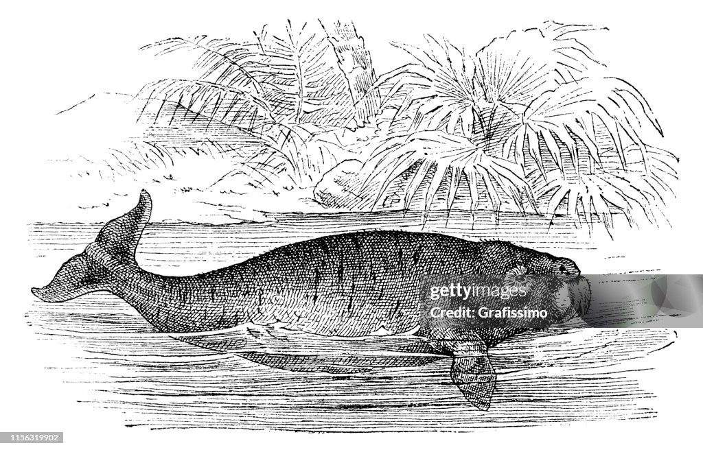 Dugong dugon or halicore cetacea illustration