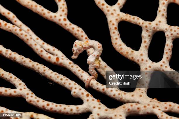 master of camouflage, denise ' s pygmy seahorse hippocampus denise, raja ampat, indonesien - sjöhäst bildbanksfoton och bilder