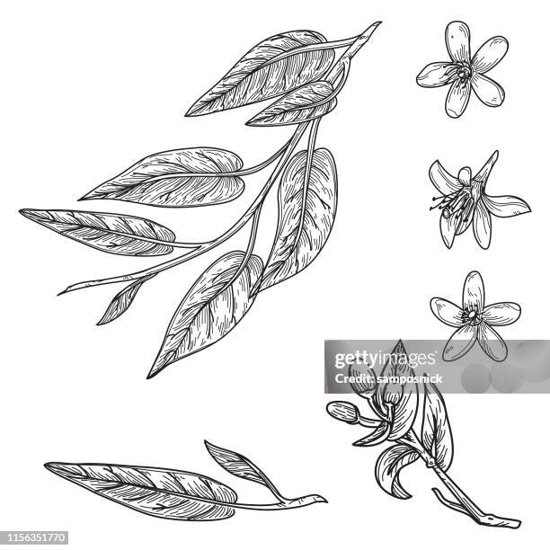 orange blossom and leaves in vintage retro style - black and white flower stock illustrations