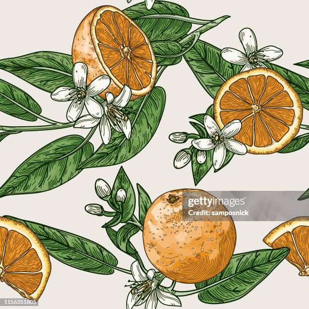 bildbanksillustrationer, clip art samt tecknat material och ikoner med citrus och apelsin blomma vintage retro stil sömlösa mönster - apelsin